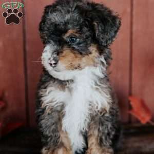 Chuck, Mini Bernedoodle Puppy